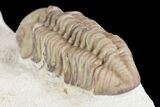 Detailed, Long Kainops Trilobite - Oklahoma #95681-4